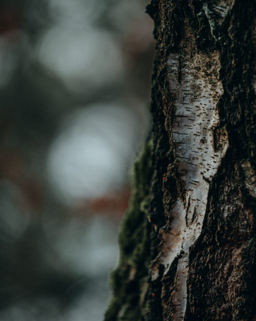 Close-Up Macro of Birch Tree Bark: Detailed Texture Wallpaper
