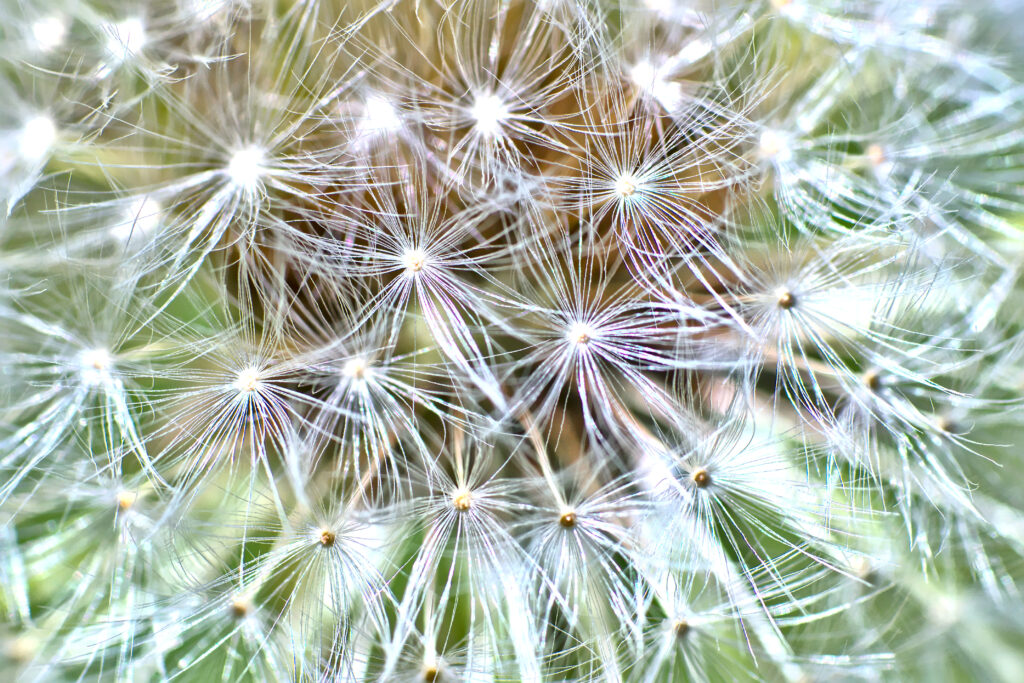 Close-Up Macro of Fluffy Plant Structure - Intricate Wallpaper Background
