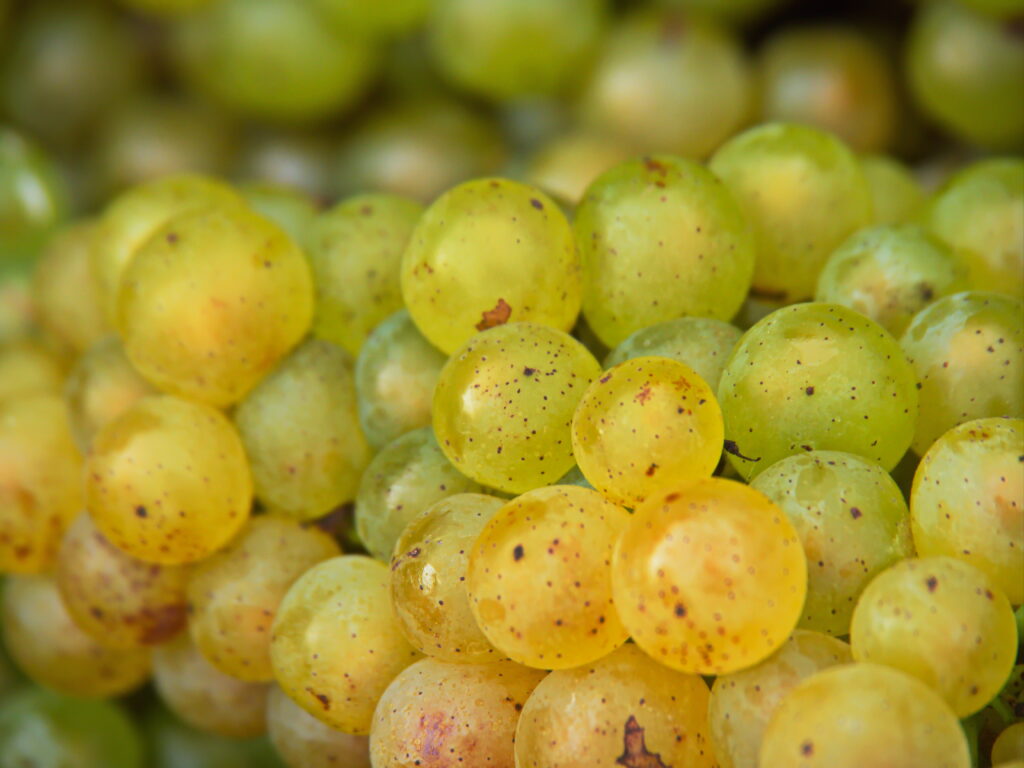 Macro Close-Up of Fresh Green Grapes: Texture Wallpaper Background