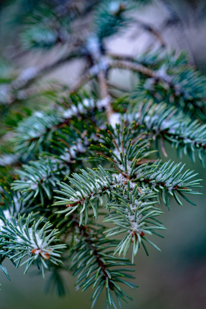 Close-Up of Green Needle-Adorned Tree Branch: Woodland Wallpaper