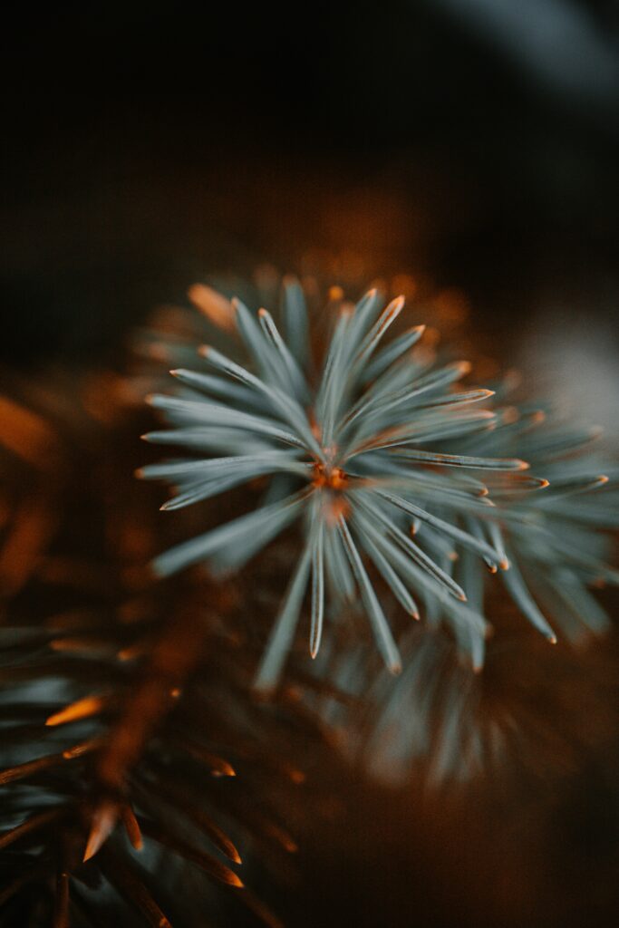 Intricate Green Spruce Needles Close-Up - Warm Wallpaper Background