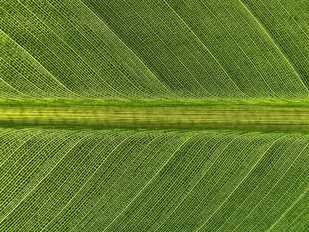 Macro Green Leaf Texture: Intricate Stripes Wallpaper Background