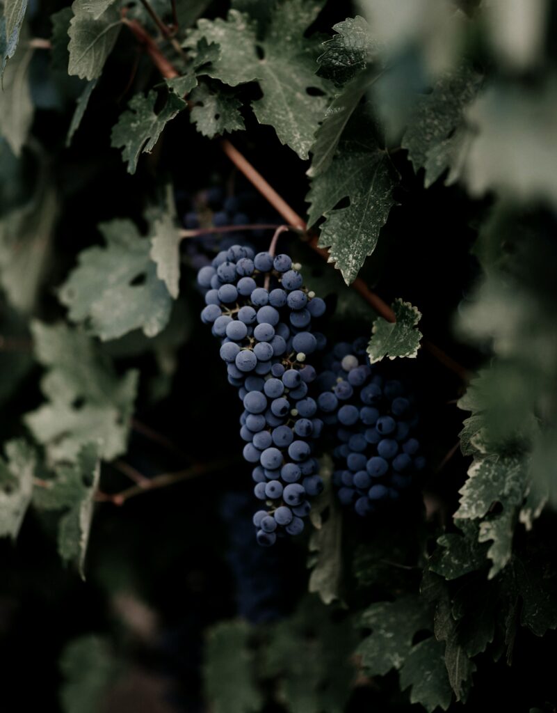 Macro Close-Up of Ripe Grapes with Green Leaves - Wallpaper Background