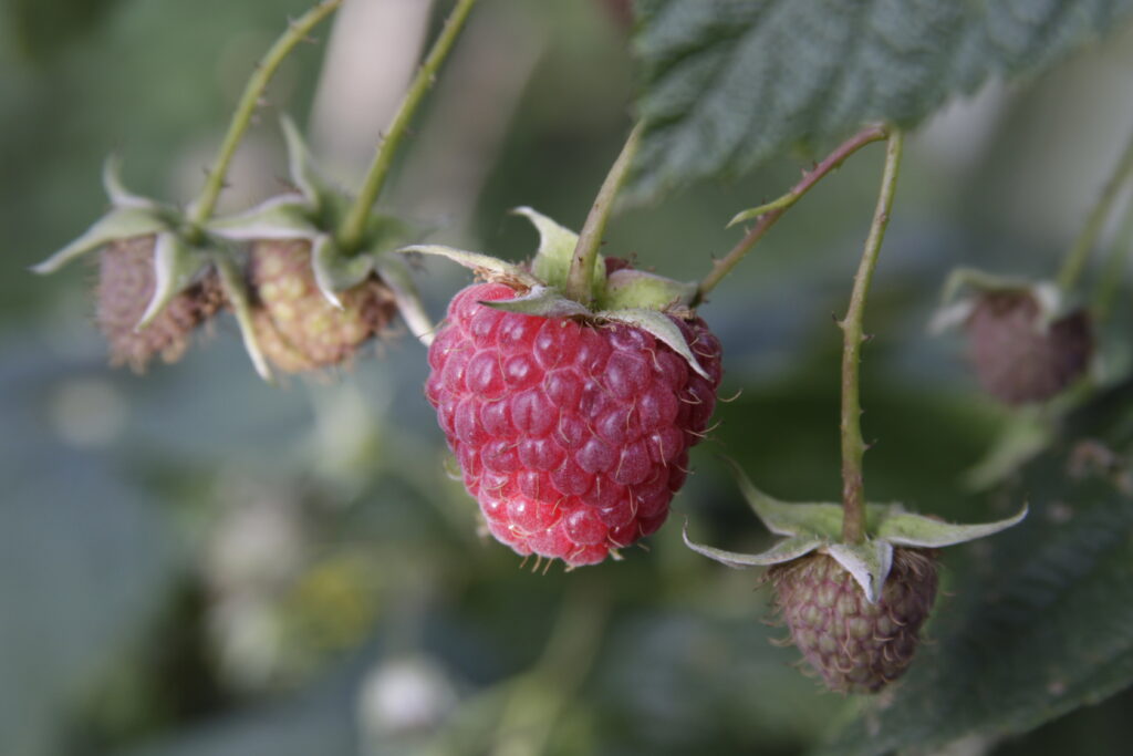 Macro Shot: Ripe Red Raspberry with Green Foliage Wallpaper Background