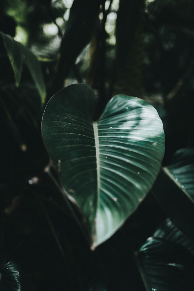 Macro Striped Tropical Leaf Close-Up | Textured Wallpaper Background