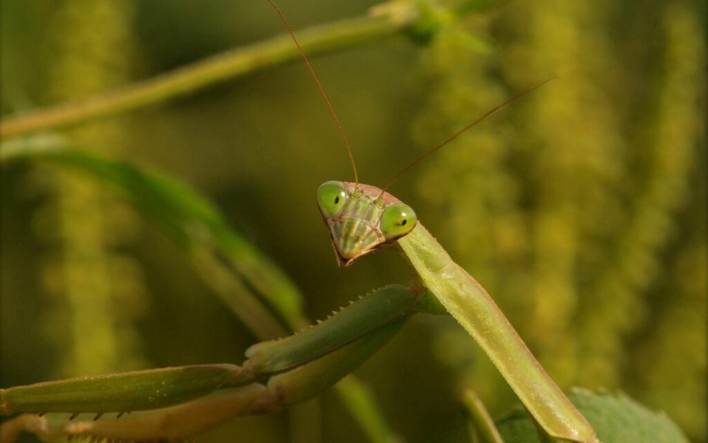 Striking Green Mantis Close-Up Wallpaper with Soft Blurred Background