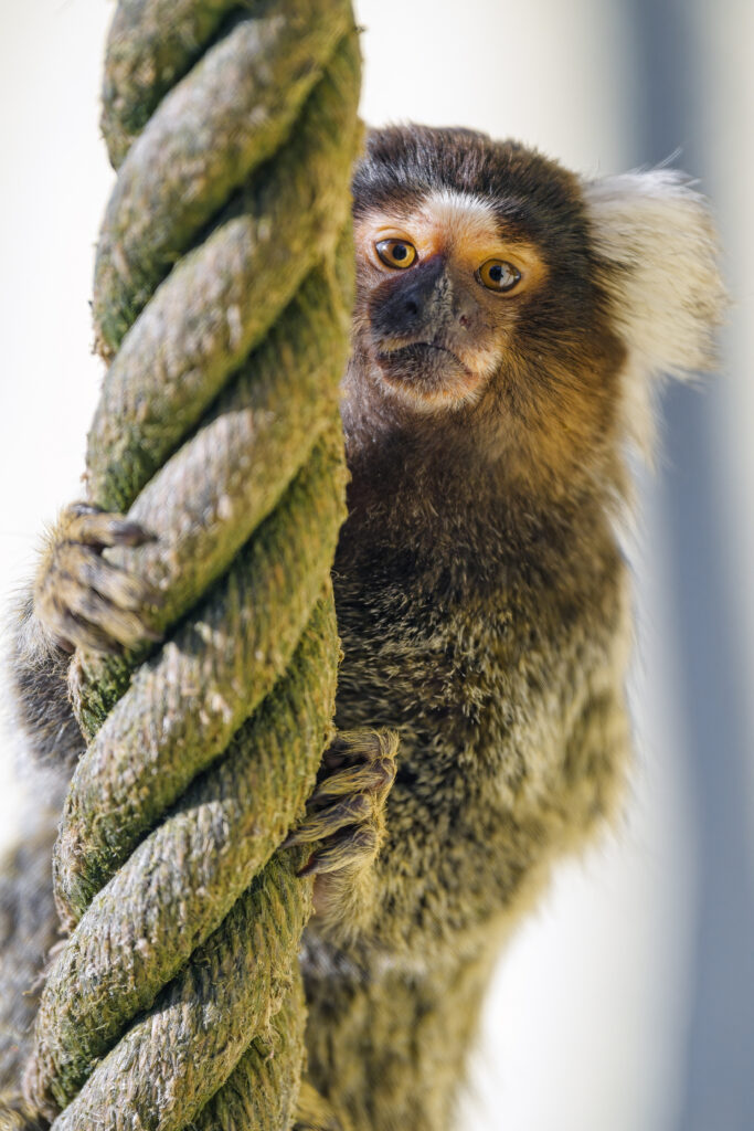 Close-Up of Marmoset Monkey Clinging to Rope - Intricate Fur Details Wallpaper