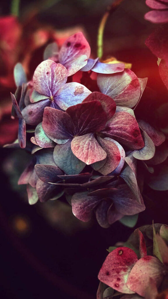 Maroon Hydrangea Wallpaper: Close-Up with Dark Background