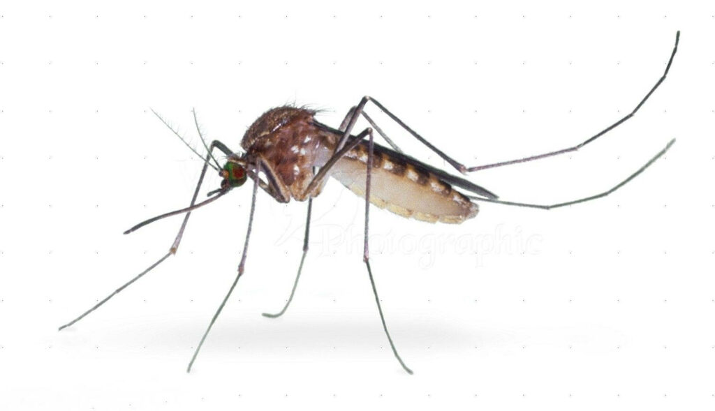 Intricate Close-Up of Marsh Mosquito on White Background Wallpaper