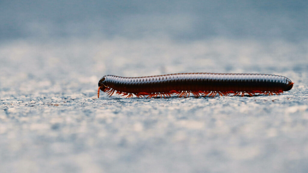 Close-Up of Millipede on Textured Surface: Intricate Nature Details Wallpaper