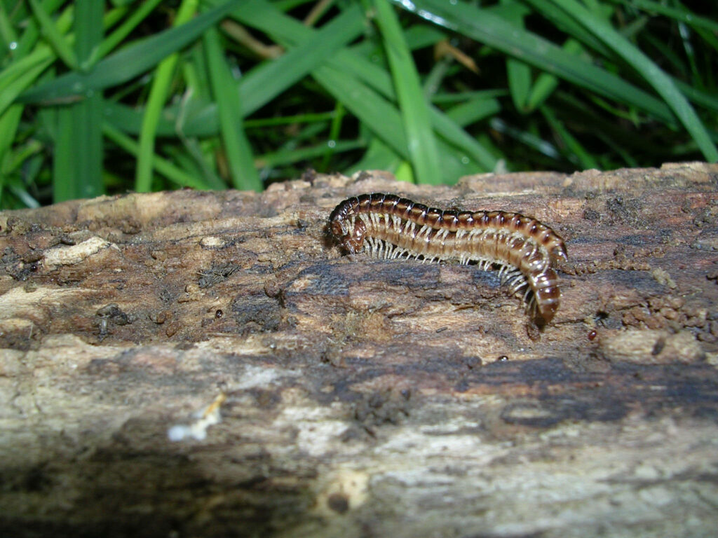 Close-Up Millipede Wallpaper: Nature's Textured Beauty