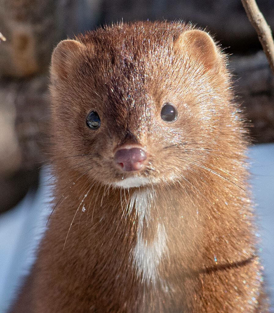 Young Mink Close-Up: Glossy Fur & Curious Expression in Nature Wallpaper