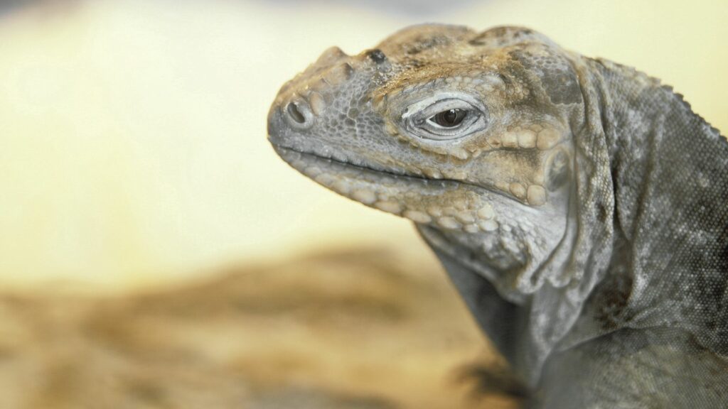 Stunning Monitor Lizard Close-Up Wallpaper: Textured Skin & Striking Eye
