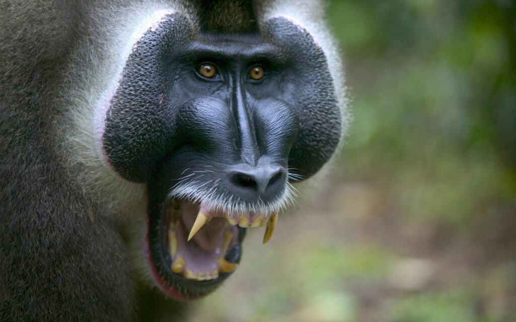 Fierce Monkey Close-Up: Intense Gaze & Prominent Canines Wallpaper
