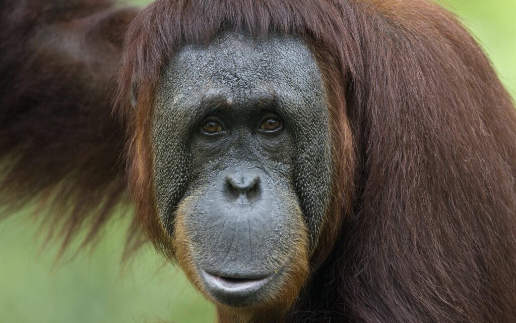 Captivating Monkey Close-Up Wallpaper: Emotion & Texture