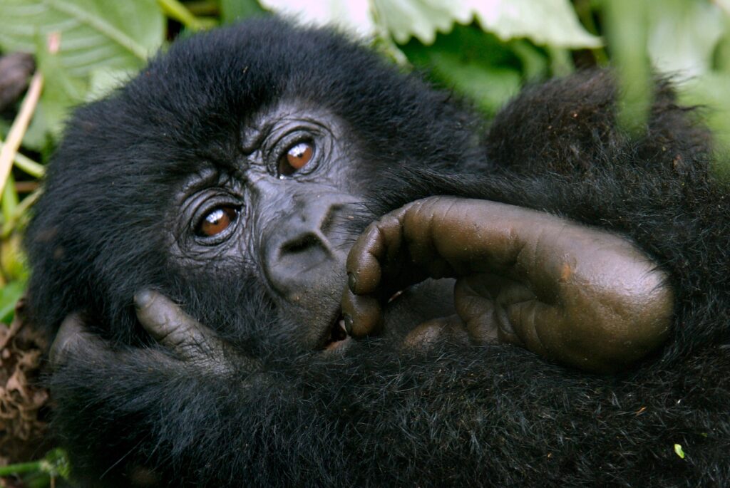 Close-Up Monkey Wallpaper: Expressive Eyes & Textured Black Fur