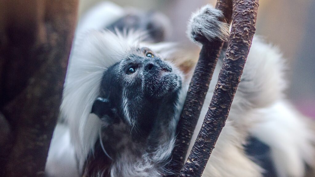 Vibrant Monkey Muzzle Close-Up: Nature’s Playful Climber Wallpaper