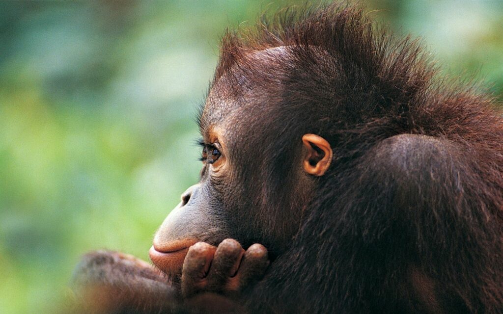 Close-Up Monkey Wallpaper: Textured Hair & Contemplative Expression