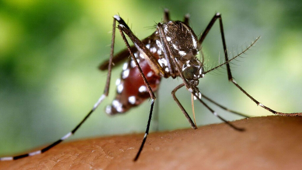 Close-Up Mosquito Wallpaper: Intricate Details on a Blurred Green Background