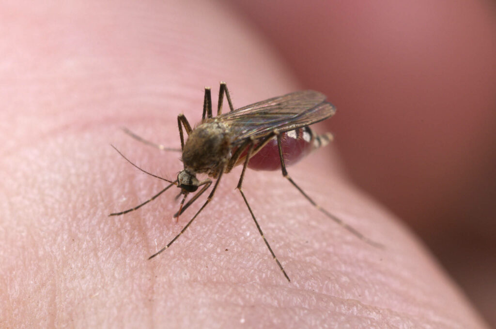 Intricate Mosquito Close-Up: Proboscis on Human Skin Wallpaper