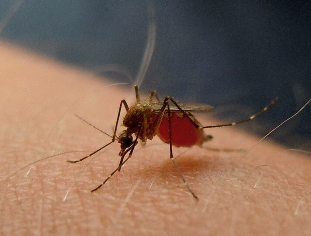 Close-Up Mosquito Feeding on Human Arm: Intricate Insect Details Wallpaper