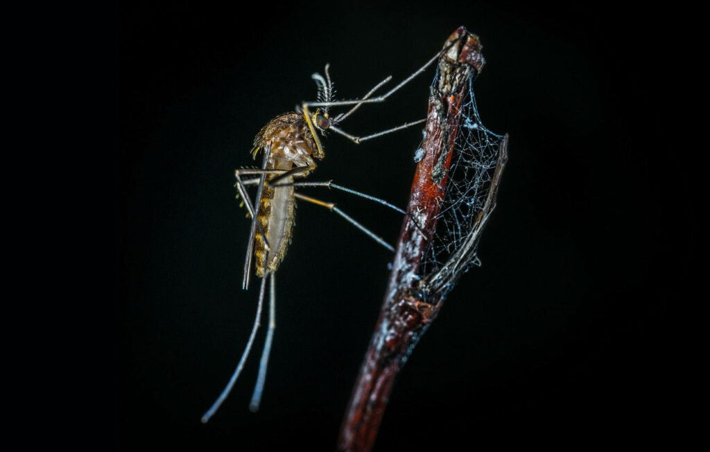 Close-Up: Mosquito in Spider Web on Twig - Nature's Tiny Beauty Wallpaper