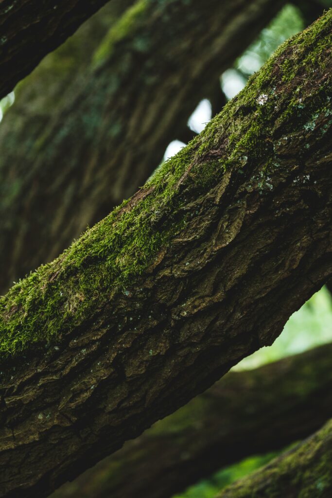 Close up of tree branch covered in green moss showing detailed bark texture natural wallpaper background