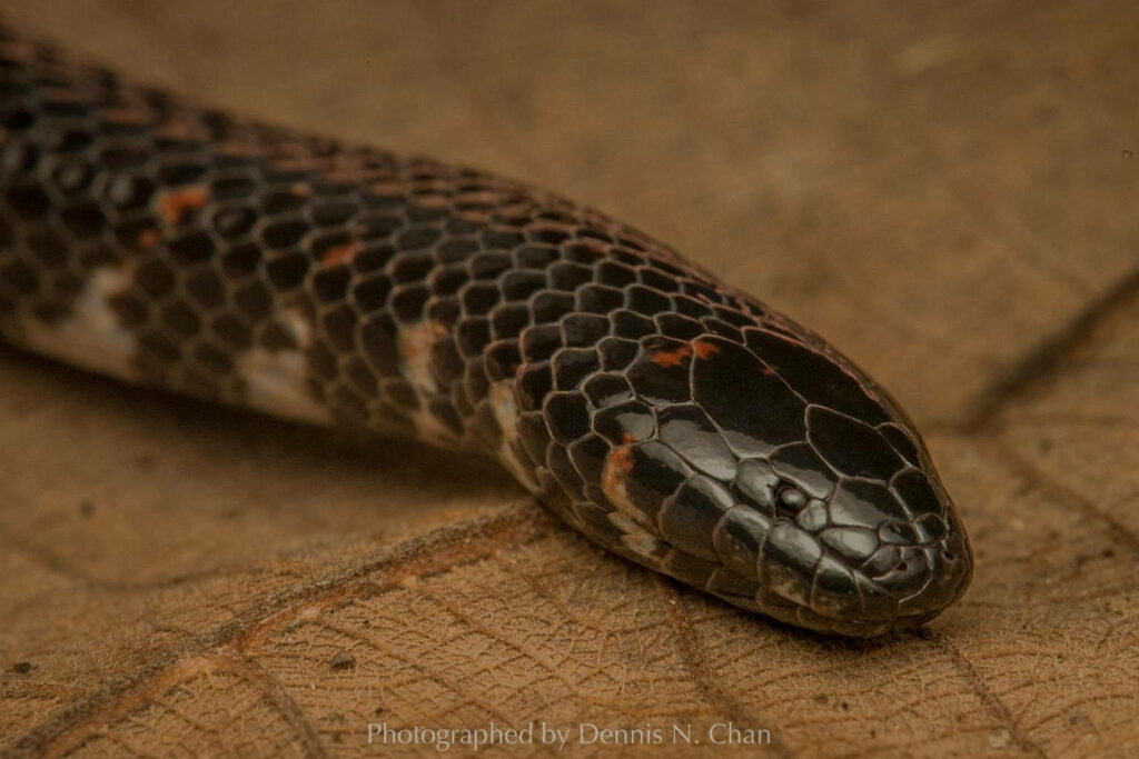 Close-Up Mud Snake Wallpaper: Intricate Scales & Earthy Tones