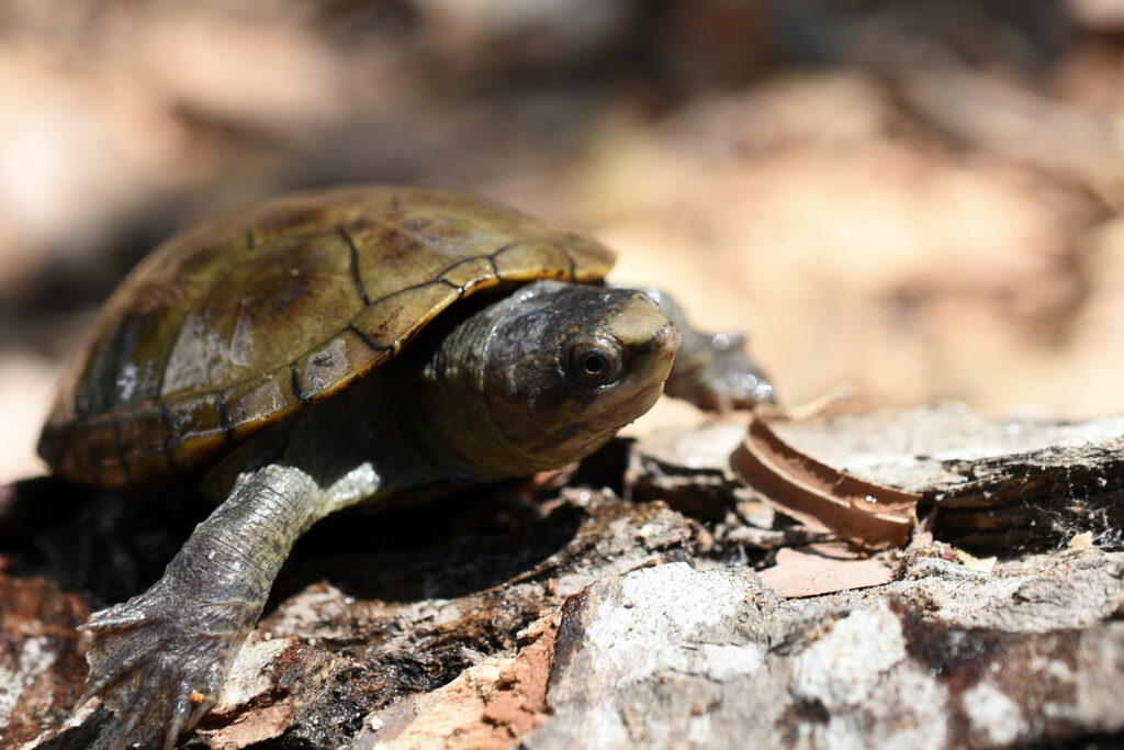 Close-Up Mud Turtle Wallpaper: Textured Shell & Webbed Feet