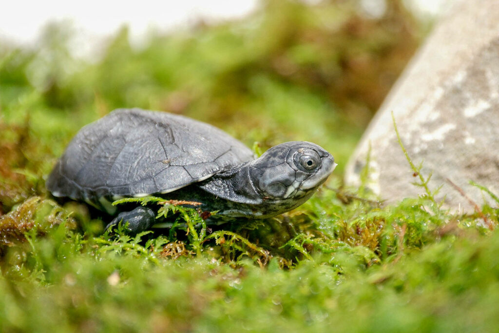 Close-Up of a Mud Turtle on Green Moss - Serene Nature Background Wallpaper