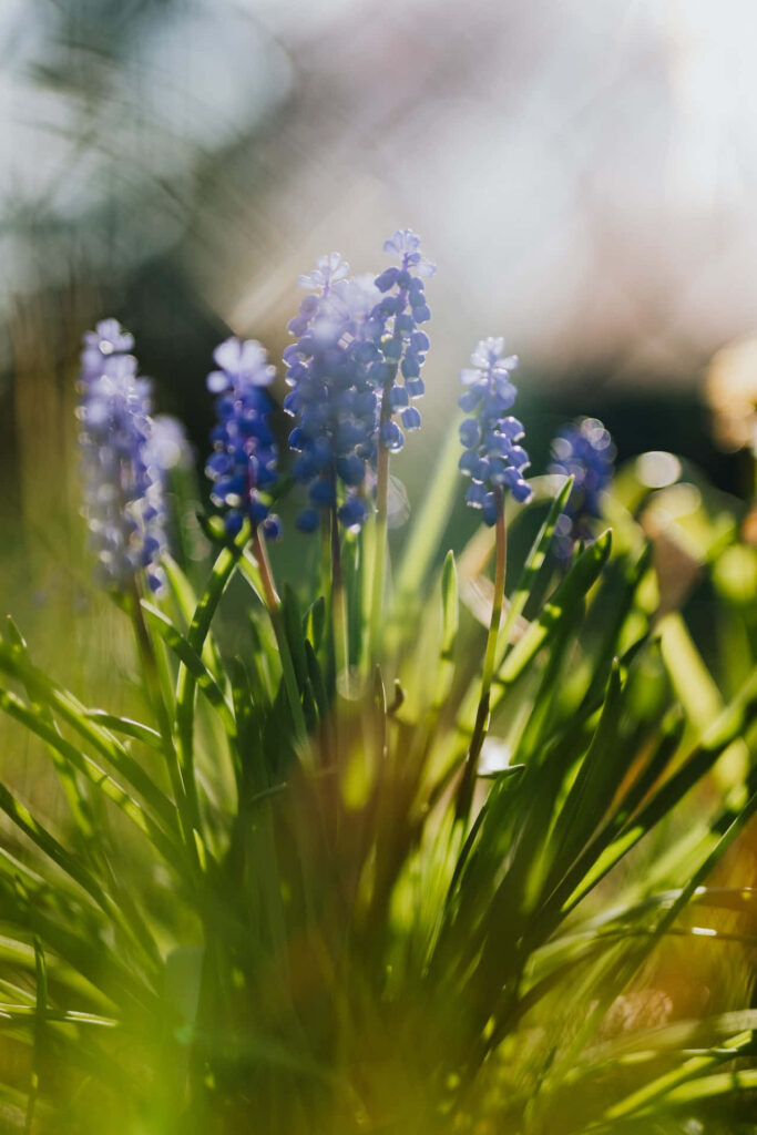 Close-Up Muscari Blue Flowers Wallpaper with Soft Greenery Background
