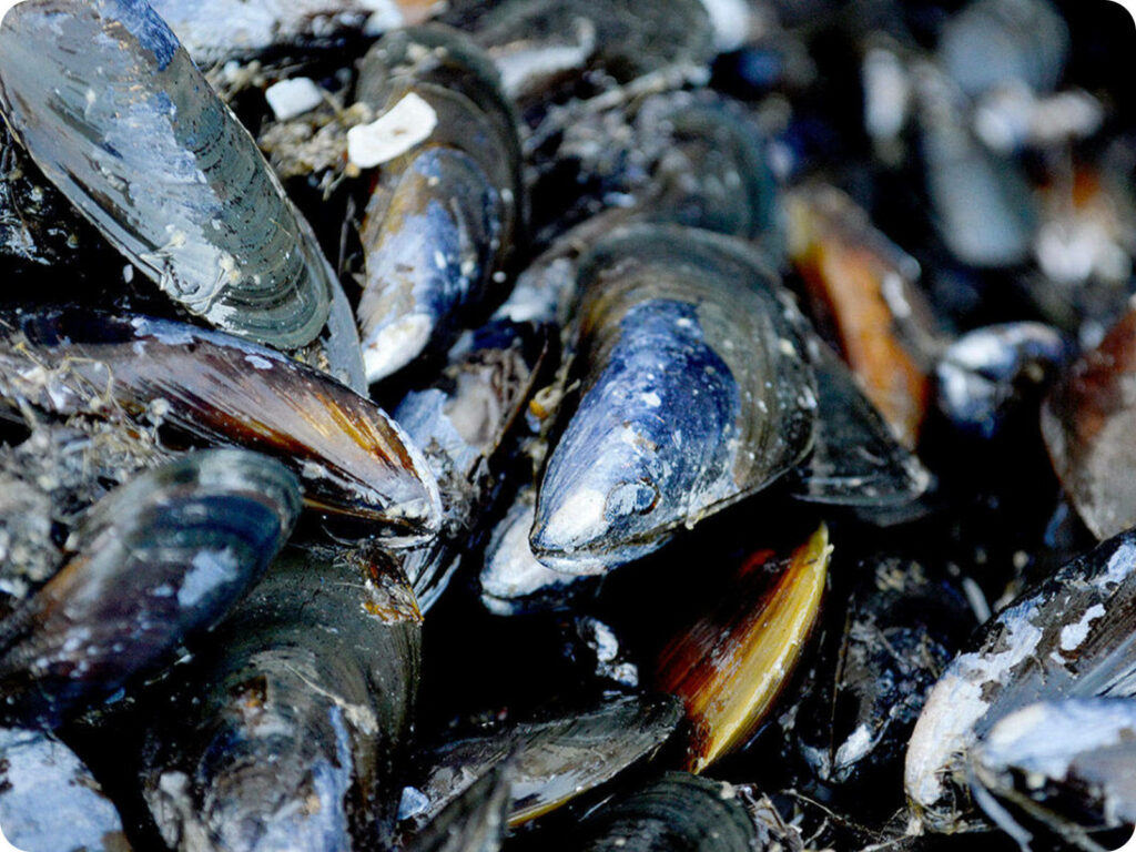 Close-Up Wallpaper of Glossy Black & Blue Mussels - Natural Texture