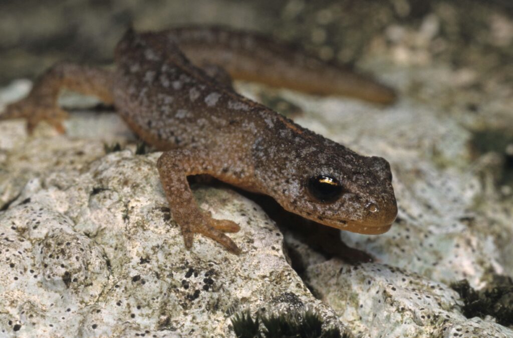 Close-Up Newt Wallpaper: Textured Skin & Rocky Habitat Background