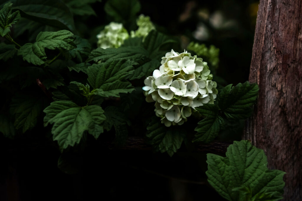 Close-Up Oakleaf Hydrangea Blossoms with Lush Green Leaves Background Wallpaper