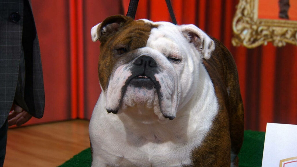 Old English Bulldog Close-Up Wallpaper: Strong and Charming Design