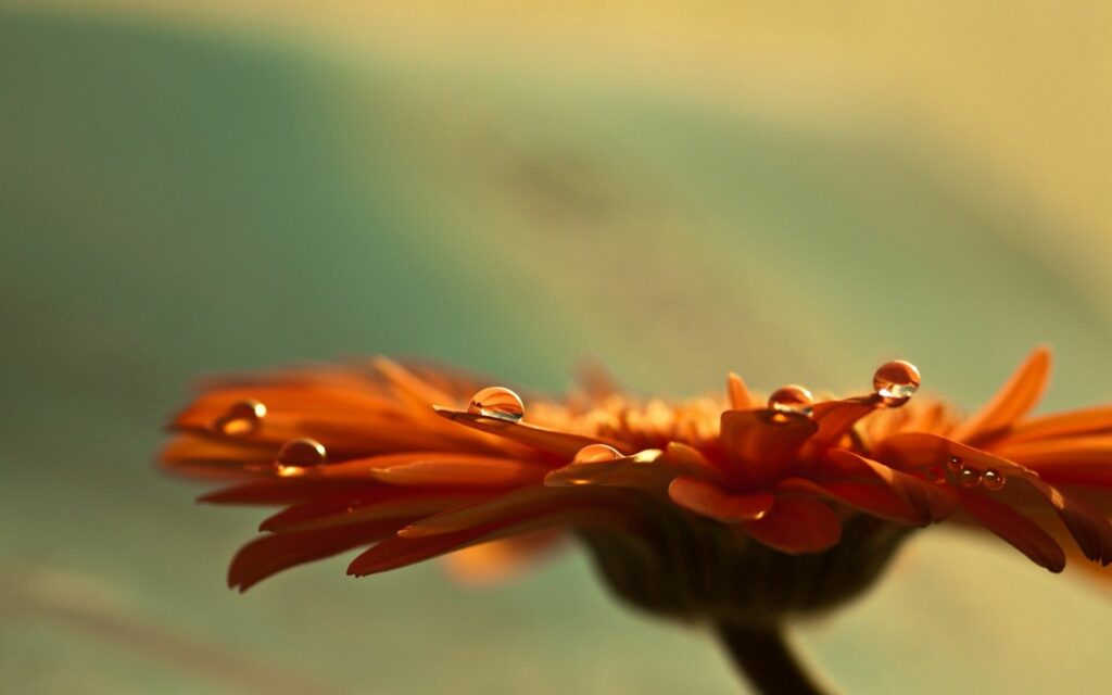 Serene Orange Flower Close-Up with Dewdrops - Tranquil Wallpaper