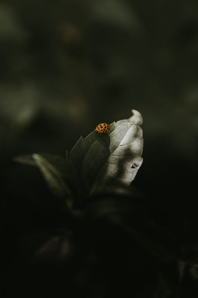 Macro Orange Ladybug on Green Leaf: Nature Wallpaper Background