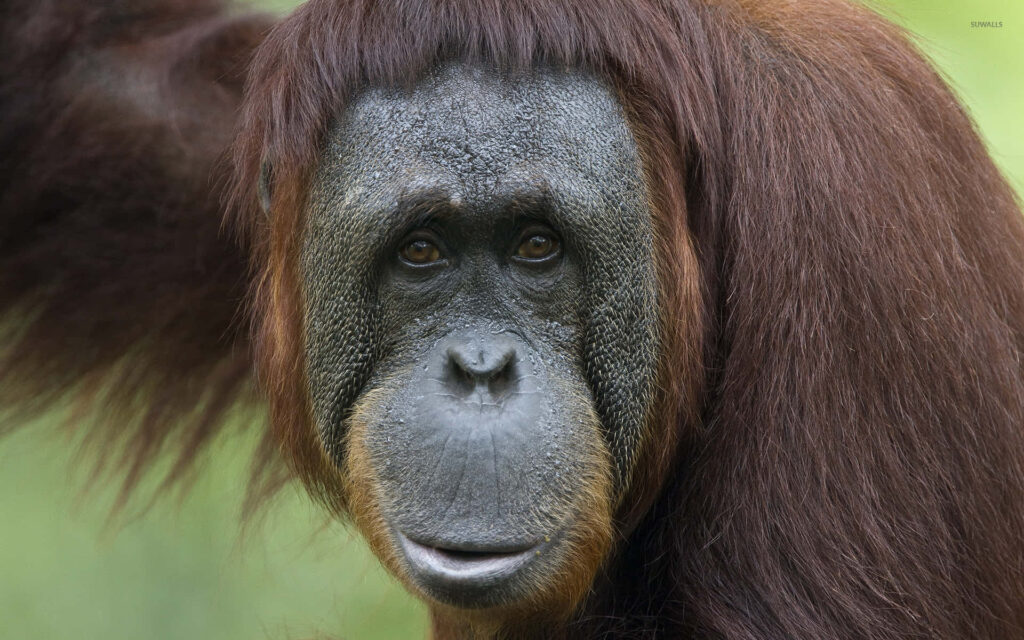Close-Up Orangutan Portrait: Expressive Eyes & Textured Hair Wallpaper