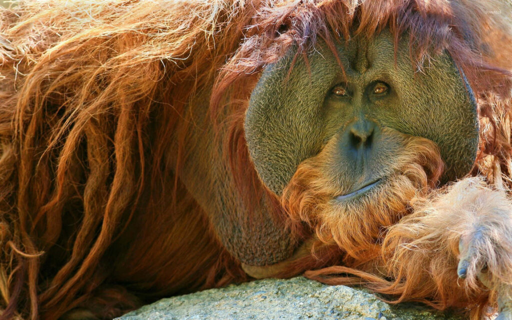 Close-Up Orangutan Wallpaper: Serene Expression & Detailed Fur