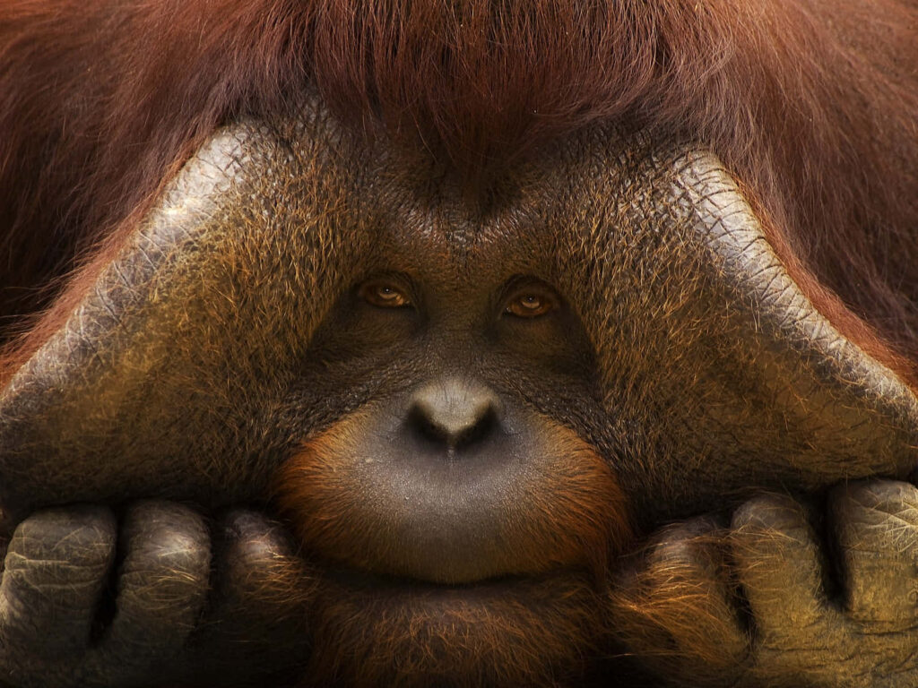Close-Up of Gentle Male Orangutan with Distinctive Cheek Pads Wallpaper