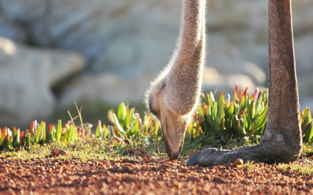 Ostrich Close-Up Wallpaper: Nature's Beauty in Africa