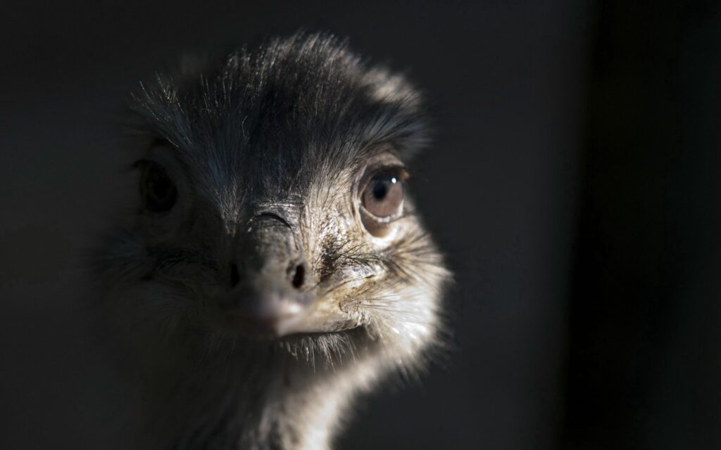 Stunning Ostrich Wallpaper: Close-Up with Dramatic Lighting & Texture
