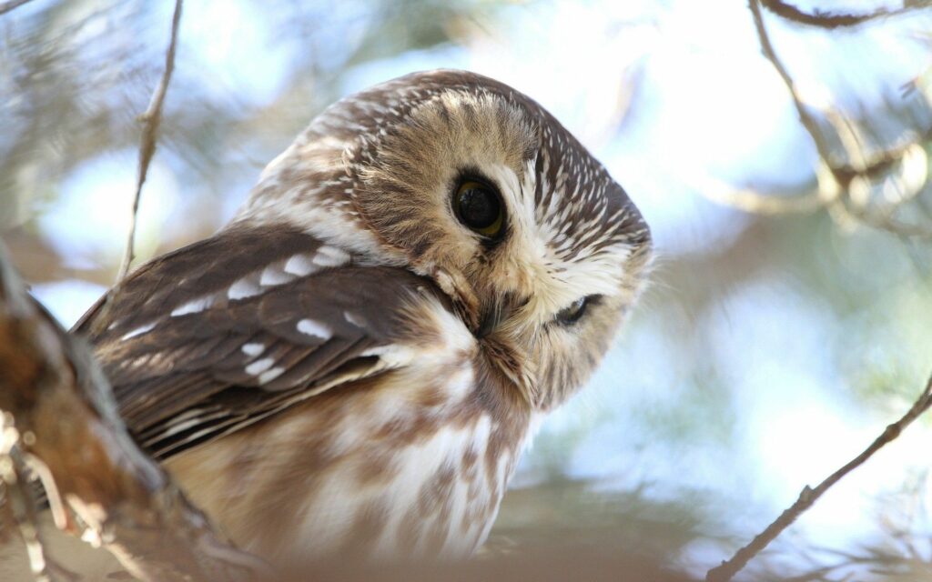 Close-Up Owl Wallpaper: Expressive Face & Sharp Eyes in Soft Lighting