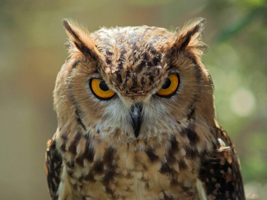 Close-Up Owl Wallpaper: Intense Gaze & Intricate Feather Patterns