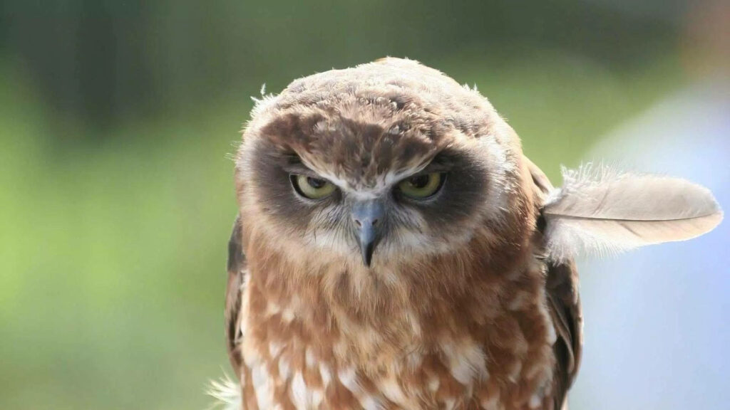Captivating Owl Close-Up: Striking Eyes & Intricate Feathers Wallpaper