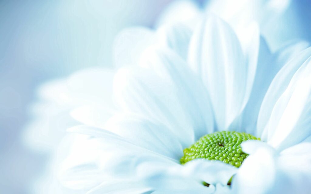 Close-Up Pale Daisy Wallpaper: Delicate White Petals & Green Center