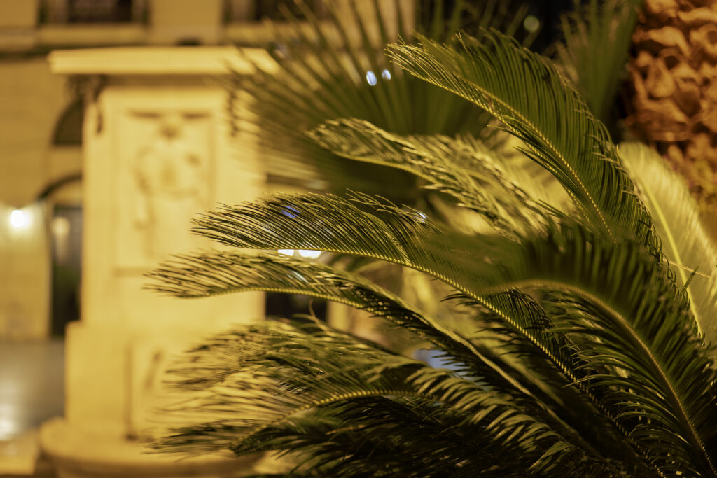 Close-Up Palm Tree Branches in Warm Light - Soft Blurred Wallpaper