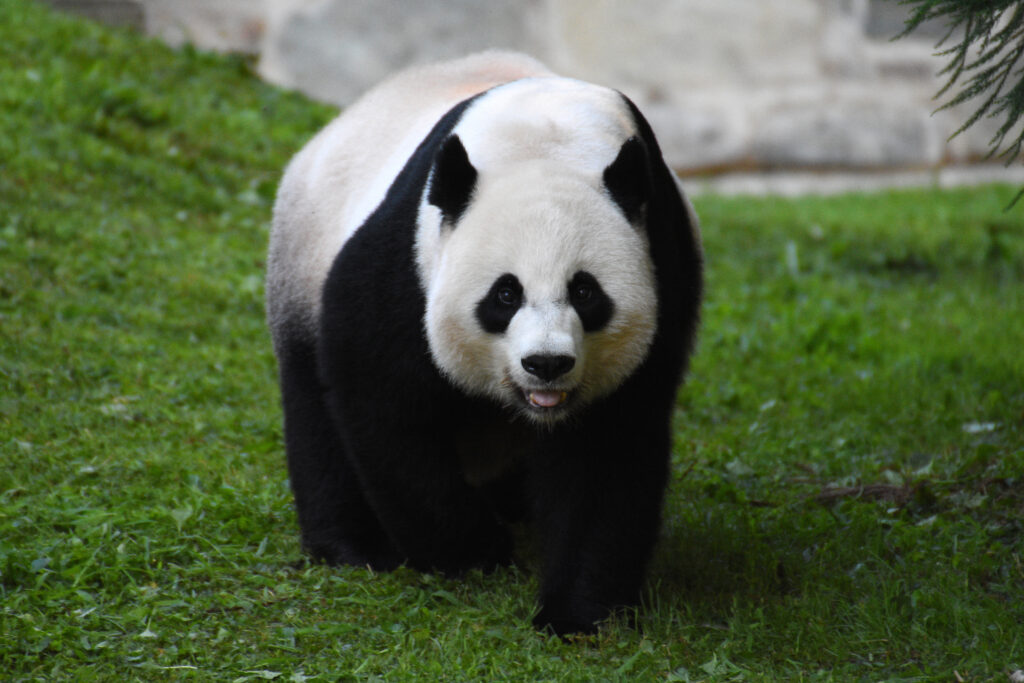 Panda Close-Up Wallpaper: Black & White Fur in Lush Green Grass