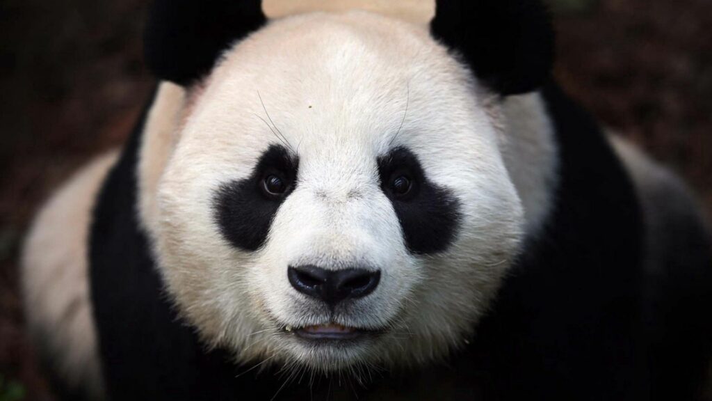 Close-Up Panda Wallpaper: Stunning Black-and-White Contrast