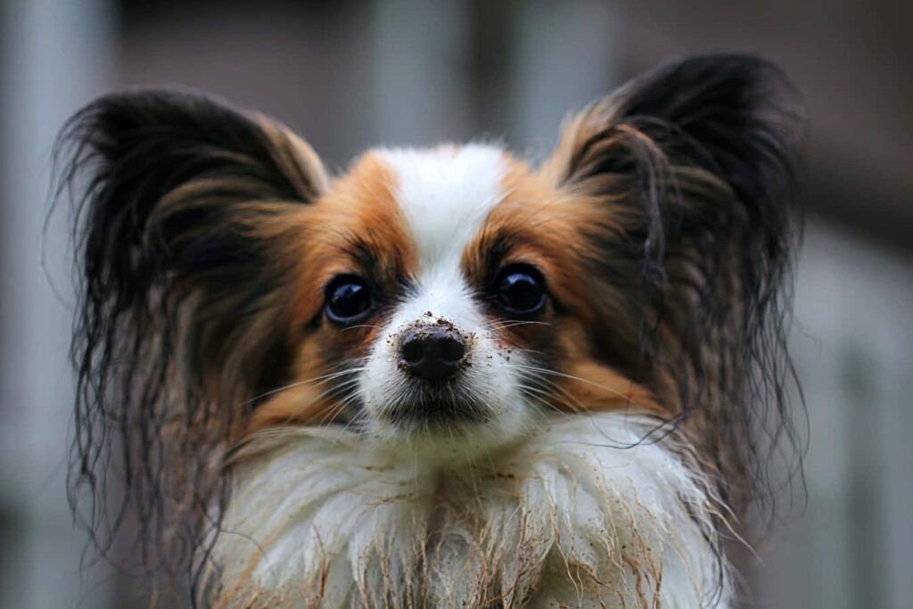 Close-Up of a Papillon Dog: Floppy Ears & Playful Nature Wallpaper
